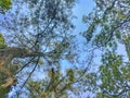 the beautiful sky and the many towering branches