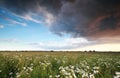 Beautiful sky over chamomile field Royalty Free Stock Photo