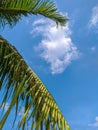 Beautiful sky at summering Royalty Free Stock Photo