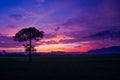 Beautiful sky sunset and alone tree in the meadow Royalty Free Stock Photo