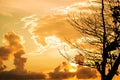 Beautiful sky in sunset with silhouette tree branches in tropical country