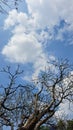 Beautiful sky with towering branches