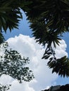 Beautiful Sky with White Clouds Royalty Free Stock Photo