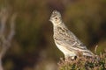 A beautiful Skylark Alauda arvensis perched on a heather bush.