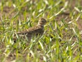 Beautiful skylark songbird in the summertime hiding in a crop field in the sunshine