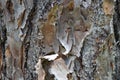 Textured Slash Pine Tree Bark Royalty Free Stock Photo