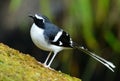 Slaty-backed forktail Royalty Free Stock Photo