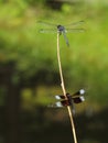Slaty Skimmer and male widow skimmer dragonflies Royalty Free Stock Photo