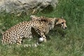 Beautiful Sleek Spotted Cheetah in Lush Green Grass