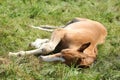 Sleeping foal on pasturage Royalty Free Stock Photo