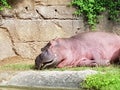 beautiful sleeping Hippopotamus Royalty Free Stock Photo