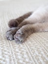 Sleeping Siamese Cat Toes On Cream Sheets Royalty Free Stock Photo