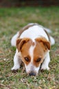 Beautiful sleepy attentive Jack Russel pup