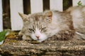 Beautiful sleepy cat lying on the bench outdoor Royalty Free Stock Photo