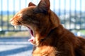 Beautiful Ginger Cat Yawning Royalty Free Stock Photo