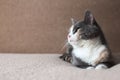 Beautiful sleepy kitten lies on a blanket on the bed