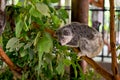 Beautiful sleepy Koala hanging from a tree branch in Northern Australia. Docile yet beautiful.