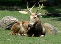 Beautiful Sleepy Pere Davids Deer with Antlers