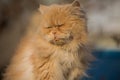 Beautiful sleepy Persian cat closeup