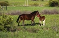 Beautiful slender brown mare walks on the green grass in the field, along with small cheerful foal. Horses graze in a green Royalty Free Stock Photo