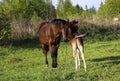 Beautiful slender brown mare walks on the green grass in the field, along with small cheerful foal. Horses graze in a green Royalty Free Stock Photo