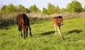 Beautiful slender brown mare walks on the green grass in the field, along with small cheerful foal. Horses graze in a green Royalty Free Stock Photo