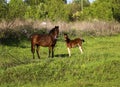 Beautiful slender brown mare walks on the green grass in the field, along with small cheerful foal. Horses graze in a green Royalty Free Stock Photo