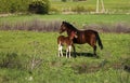 Beautiful slender brown mare walks on the green grass in the field, along with small cheerful foal. Horses graze in a green Royalty Free Stock Photo