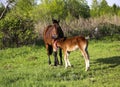 Beautiful slender brown mare walks on the green grass in the field, along with small cheerful foal. Horses graze in a green Royalty Free Stock Photo