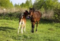 Beautiful slender brown mare walks on the green grass in the field, along with small cheerful foal. Horses graze in a green Royalty Free Stock Photo