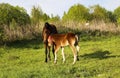 Beautiful slender brown mare walks on the green grass in the field, along with small cheerful foal. Horses graze in a green Royalty Free Stock Photo