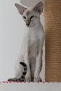 A beautiful and slender oriental cat with blue eyes and large ears sits near a scratching post. Royalty Free Stock Photo