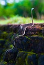 Beautiful snake with a winding body.