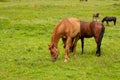 Beautiful slender strong brown horses eat grass on a green meadow