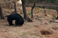 Beautiful Sloth bear grazing in the forest. Royalty Free Stock Photo