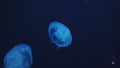 Beautiful smack of blue jellyfish swimming upward in one direction in dark underwater in The Dubai Aquarium with closed