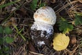 beautiful small amanita muscaria fly agaric mushroom in the grass closeup macro Royalty Free Stock Photo