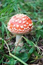 Beautiful small amanita muscaria fly agaric mushroom hide in the grass Royalty Free Stock Photo