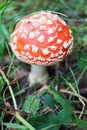 Beautiful small amanita muscaria fly agaric mushroom hide in the grass Royalty Free Stock Photo