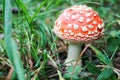 Beautiful small amanita muscaria fly agaric mushroom hide in the grass