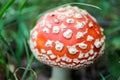 Beautiful small amanita muscaria fly agaric mushroom hide in the grass Royalty Free Stock Photo