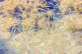 Beautiful Small Anchovy, or Stolephorus fishes in shallow sea w