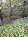 beautiful the small autumnal river of a forest of the Basque Country Royalty Free Stock Photo