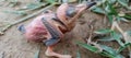 Beautiful small baby bird ground Royalty Free Stock Photo