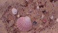 Beautiful small and big sea shells on red yellow sand.texture as abstract background.summer holiday,traveling Australia Royalty Free Stock Photo