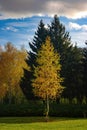 Beautiful small birch tree with yellowed leaves illuminated by morning sunlight