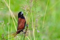 Beautiful small bird Chestnut Munia standing on the grasses Royalty Free Stock Photo