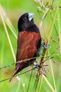 Beautiful small bird Chestnut Munia standing on the grasses Royalty Free Stock Photo