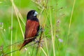 Beautiful small bird Chestnut Munia standing on the grasses Royalty Free Stock Photo