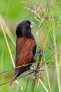 Beautiful small bird Chestnut Munia standing on the grasses Royalty Free Stock Photo